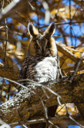 Long eared owl